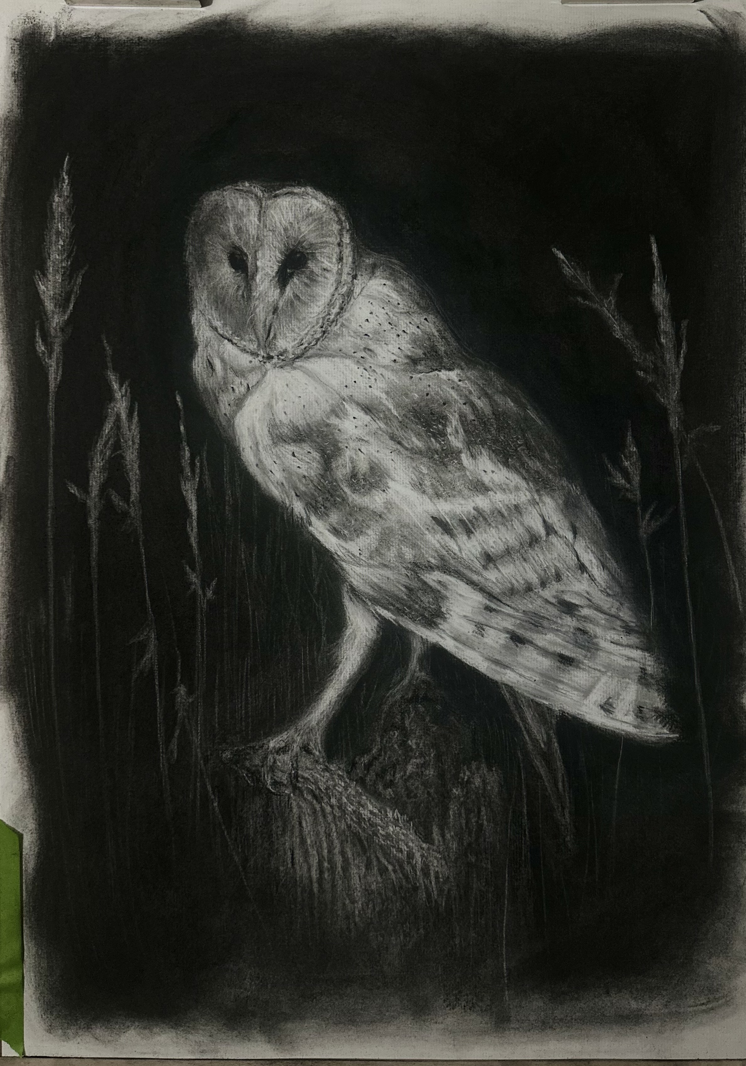 A charcoal drawing of a barn owl perched on a tree stump. It is in a field of tall grass at night.