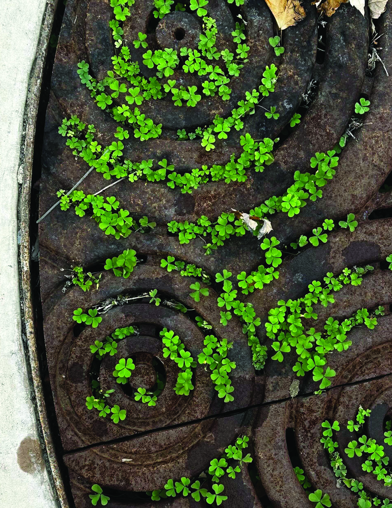 Image of a swirling rain gutter with clovers growing out of it